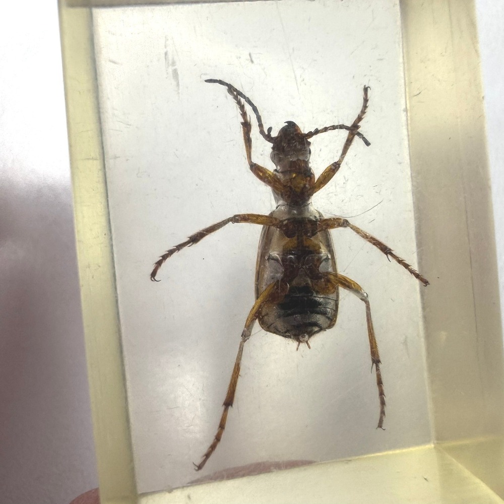Real Insect Specimen Encased in‎ Clear Resin Display Block Education Entomology